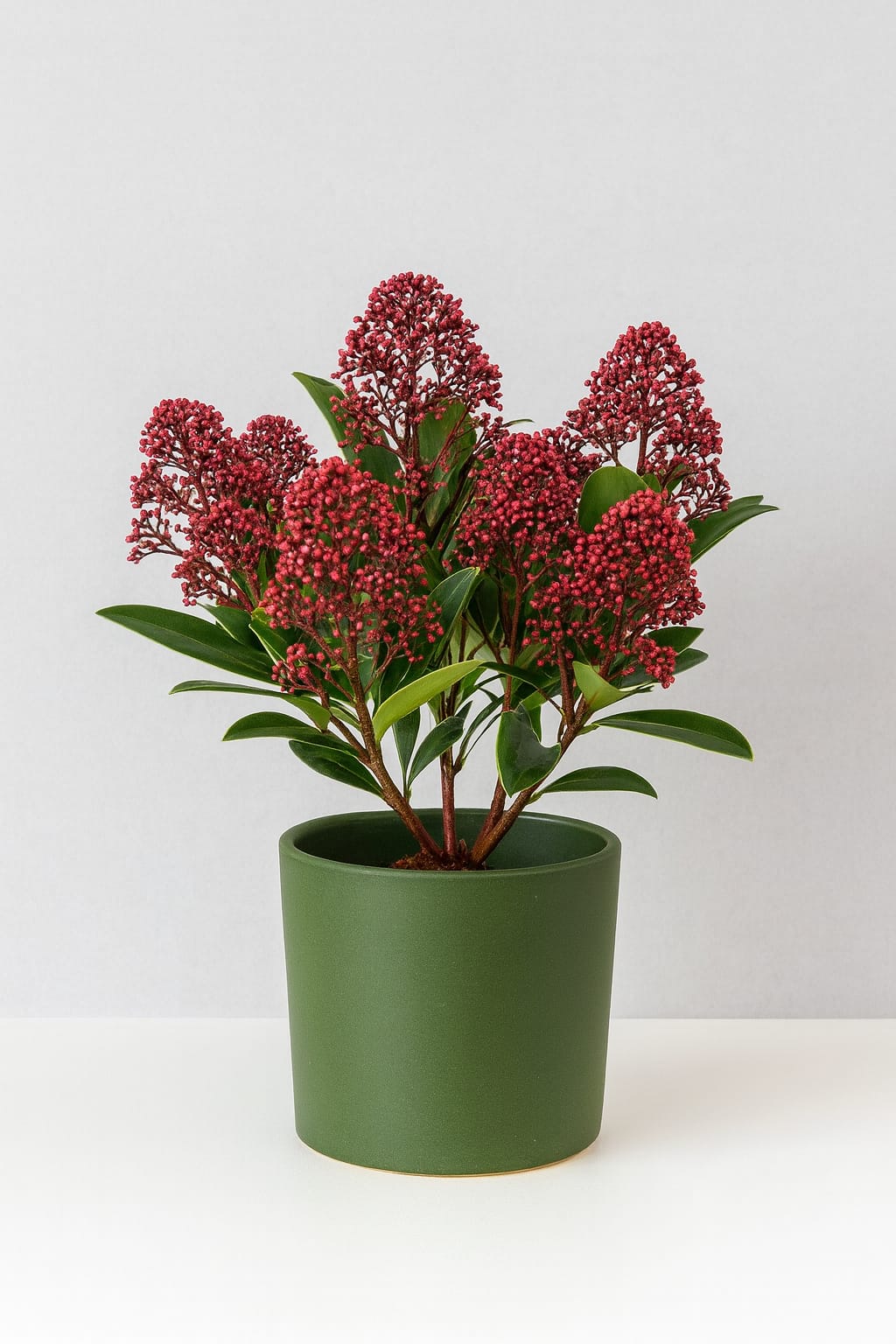 Skimmia japonica ‘Rubella’