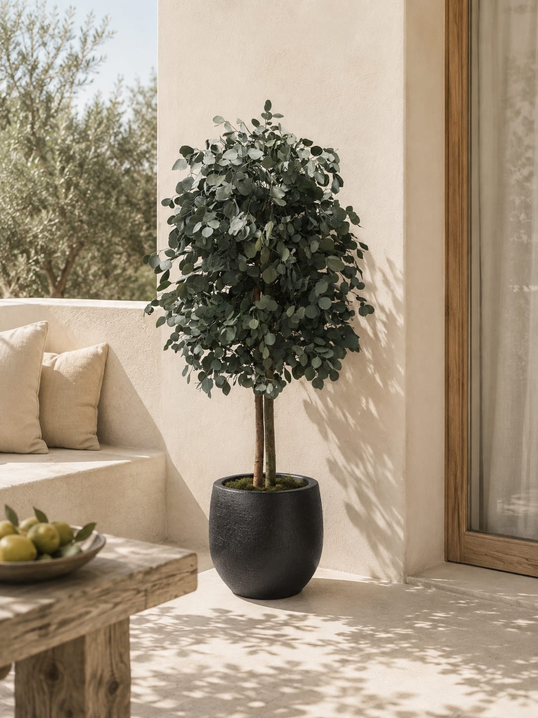 Eucalipto Mediterráneo – Árbol Preservado